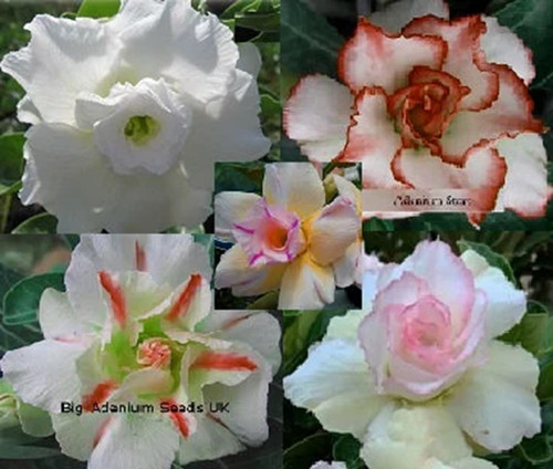 100 white adenium - x, mix
