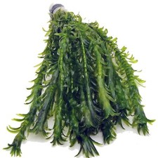 XL Bunch 12 stems Elodea Densa Oxygenating Pond Aquarium Live Plants K2AQUA