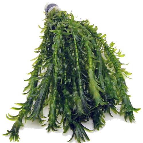 Bunch stems elodea - bunch,