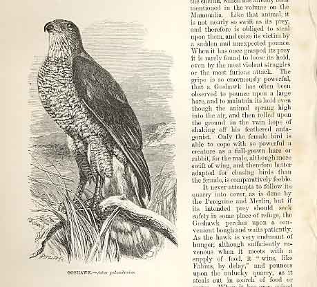 Original old antique print - original,