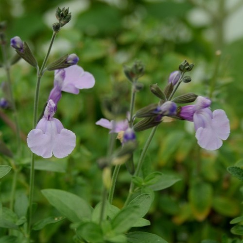 Salvia blue merced - salvia,
