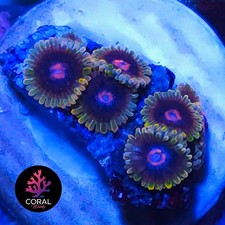 Jedi Mindtrix 8 Head Zoa