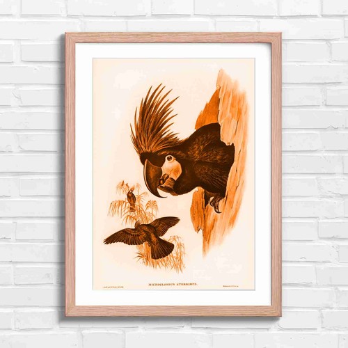 Black cockatoo nesting - black,