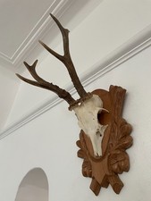 Antlers of a Roe Deer, pointy