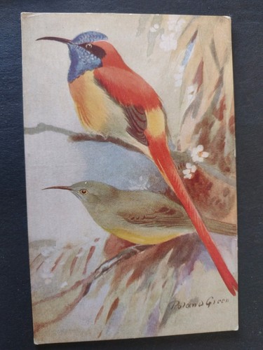 Bird postcard fire tailed - postcard,,
