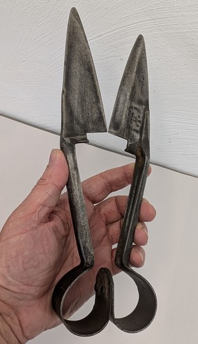 Antique sheep shears - sheep, wool