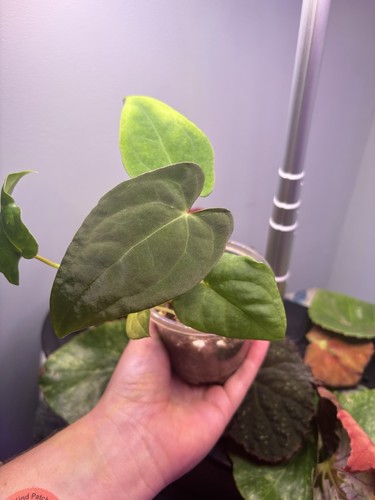 Anthurium pap one - one, hybrid