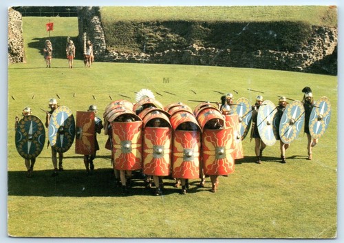 Ermine street guard tortoise - ermine,
