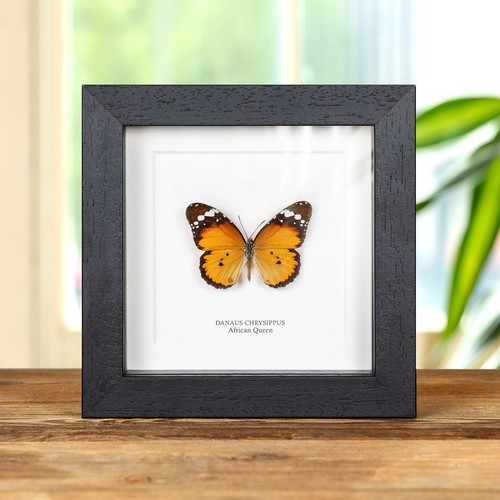 African queen butterfly box - queen, in