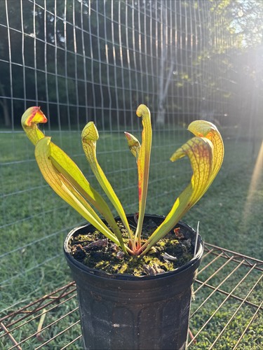 Sarracenia psittacina x - sarracenia,
