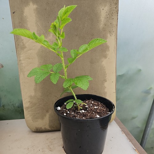 Rosa rugosa red potted - ,