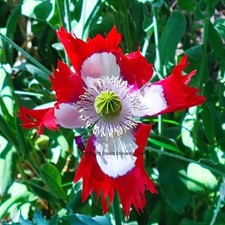 Flower Seeds Annual Biennial