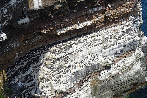 Photo 6x4 seabird colony john - photo,