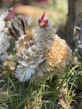 6+ A/B Class Serama Frizzle &
