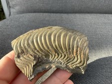 Harpoceras sp Pyrite Fossil Ammonite Section Gold Colour, Yorkshire, England