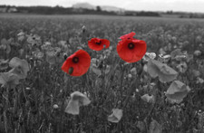 Three red poppy heads black - three,