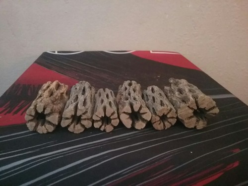 Thick pieces cholla - pieces, 3"