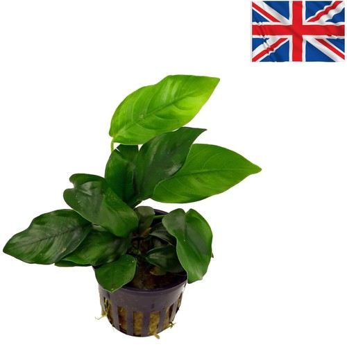 Elegant live anubias nana - live,