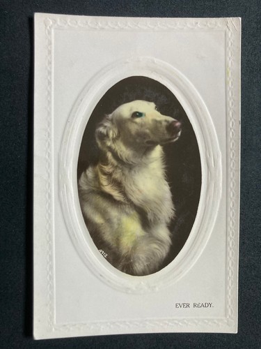 Ever ready afghan hound real - "ever,