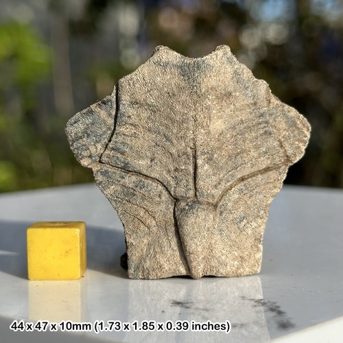 Large turtle nuchal - nuchal, scutes