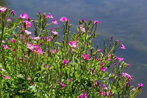 Great hairy willow pond - great,