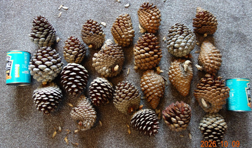Huge giant extra large pine - giant,