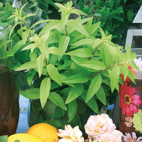 Lemon verbena freshman - verbena,