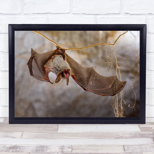 Bats hanging animals wings