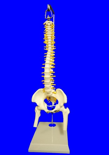New half size human - size, with