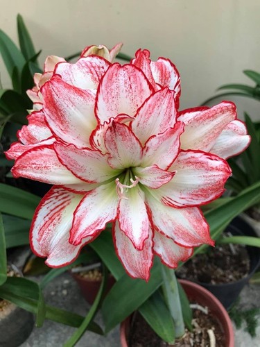 Pretty imported double - pretty,