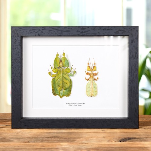Gray leaf insect male - insect, &