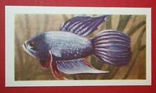 SIAMESE FIGHTING FISH   Aquarium Fish   Vintage Card  EE14