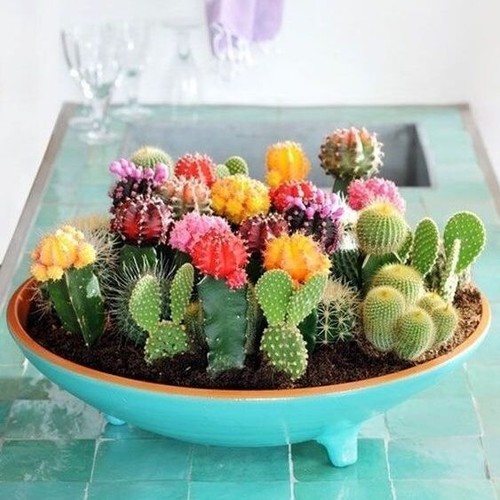 Mixed variety cactus seeds - variety,