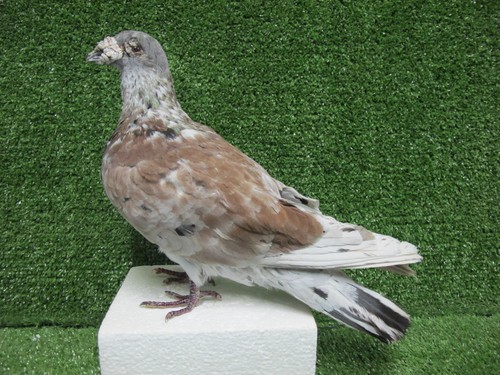 Carrier pigeon real bird - carrier,