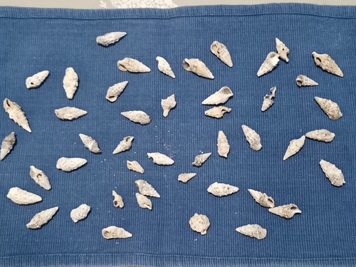 Sea shells for - , or