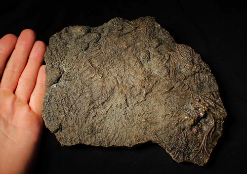 Large uncommon crinoid - 3d,