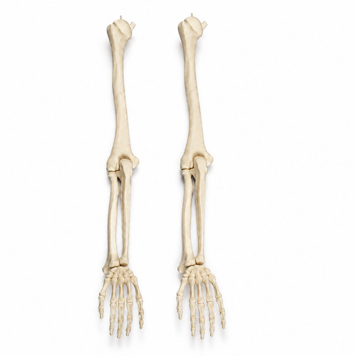 Human skeleton arm pair 6 - human,