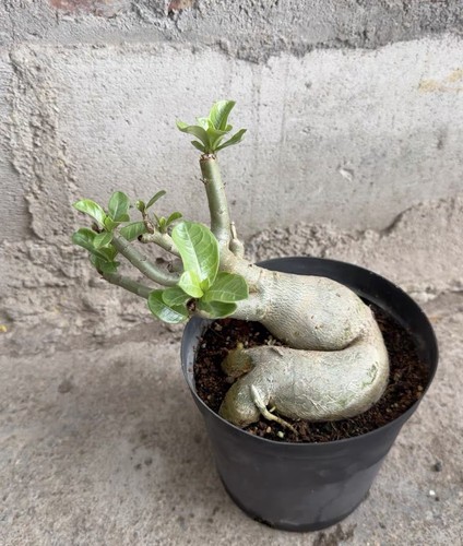 Rarelive house plant adenium - house,
