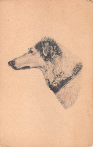 Vintage postcard borzoi - of,