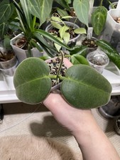 Hoya Calicyna Stargazer Fuzzy