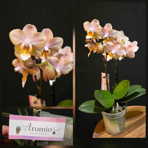 Mini phalaenopsis aromio - mini,