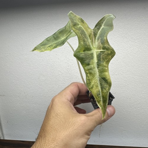 Alocasia nobilis aurea - nobilis,