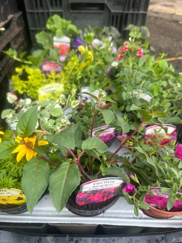 Mixed hanging basket patio - 6,