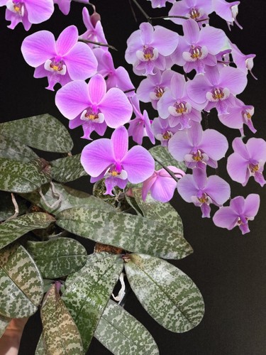 Phalaenopsis schilleriana - schilleriana, x