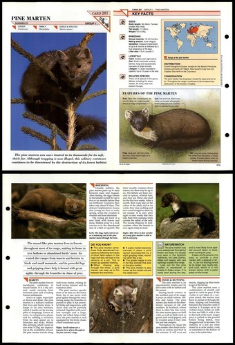 Pine marten 287 - #287, mammals