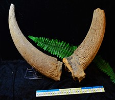 VERY RARE.... PAIR OF LARGE BISON HORNS FROM JAVA, INDONESIA!