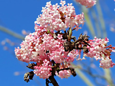 Viburnum Bodnantense charles Lamont XXXL 3L Pot Shrub Plants to your door