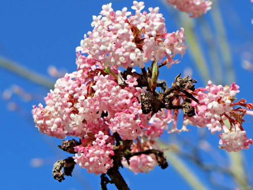 Viburnum bodnantense charles - viburnum,