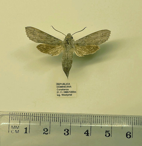 Sphingidae erinnys - sphingidae,