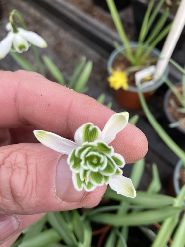 Galanthus snowdrop plants - galanthus,